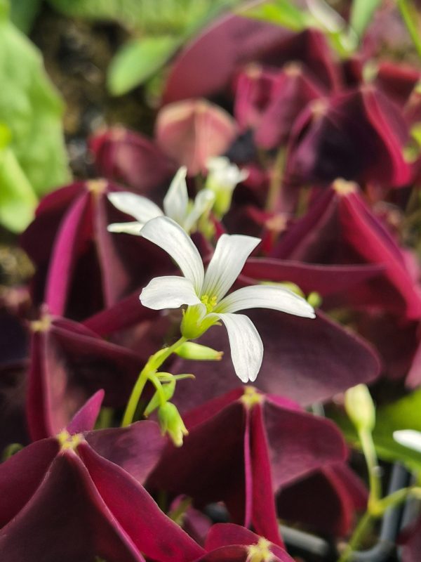 Oxalis 'Black Velvet'