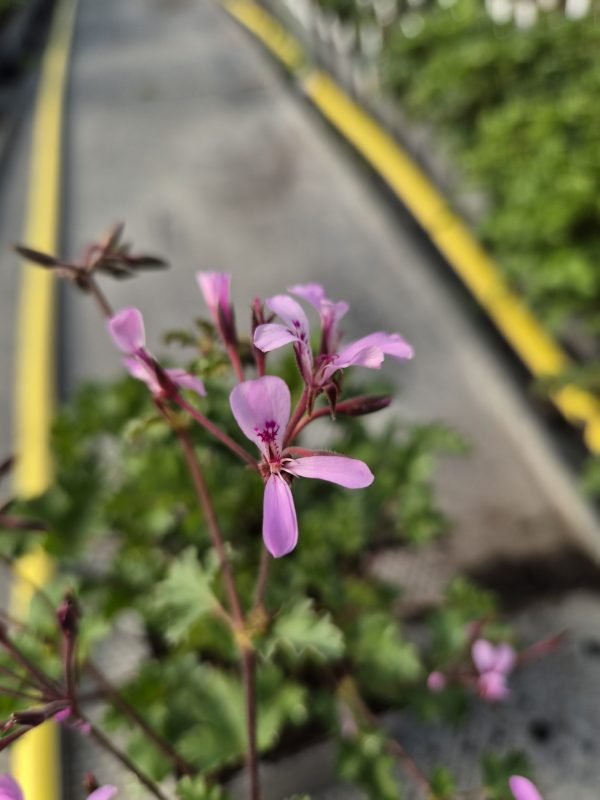 Pelargonium 'Pinki Pinks'3 Pelargonium 'Pinki Pinks'