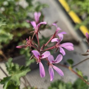 Pelargonium 'Pinki Pinks'