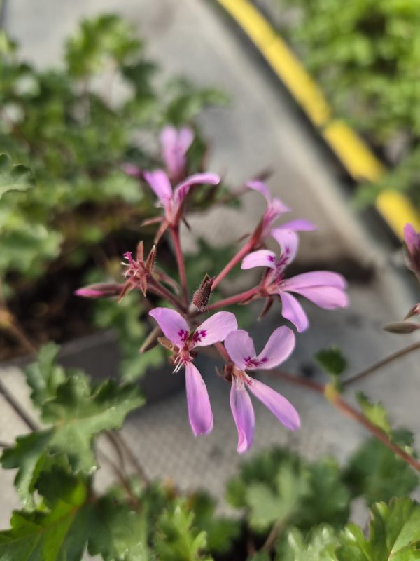 Pelargonium 'Pinki Pinks'4 Pelargonium 'Pinki Pinks'