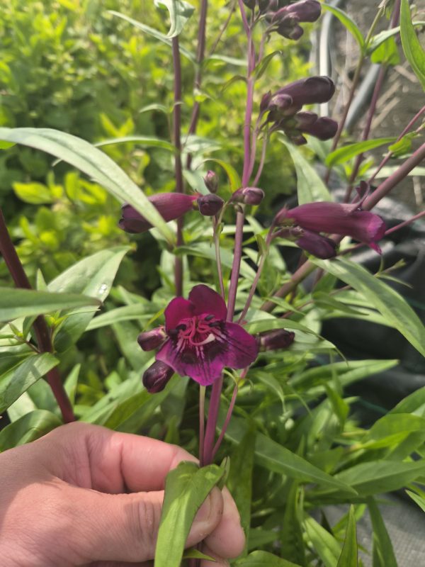 Penstemon 'Pensham Eleanor Young'3 Penstemon 'Pensham Eleanor Young'