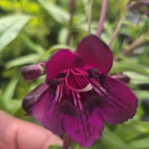 Penstemon 'Pensham Eleanor Young'