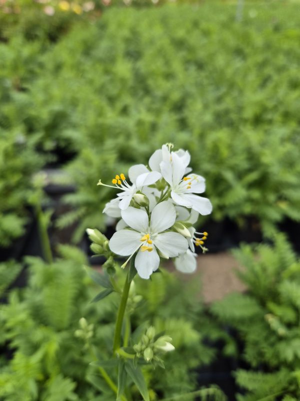 Polemonium caeruleum subsp. caeruleum f. album