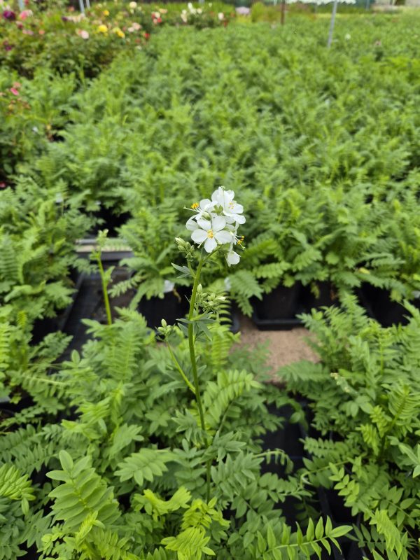 Polemonium caeruleum subsp. caeruleum f. album