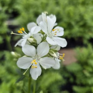 Polemonium caeruleum subsp. caeruleum f. album