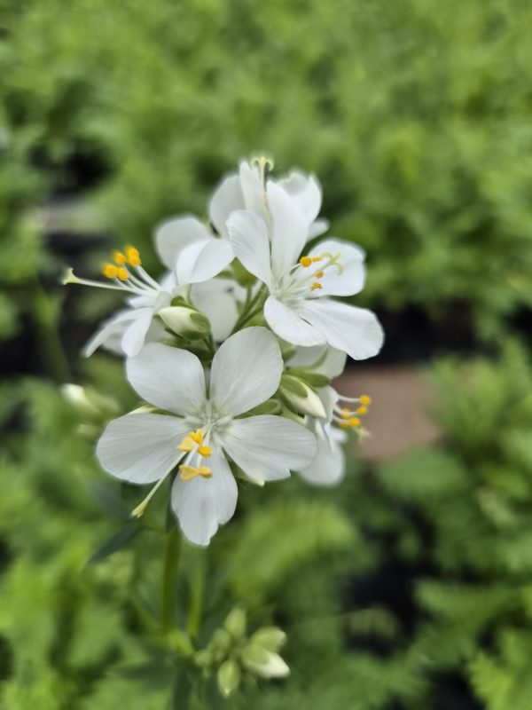Polemonium caeruleum subsp. caeruleum f. album