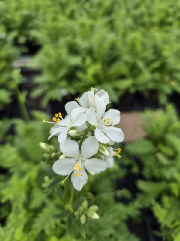 Polemonium caeruleum subsp. caeruleum f. album