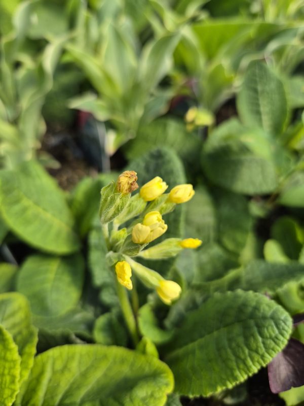 Primula elatior