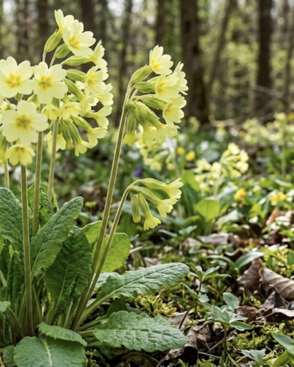 Primula elatior