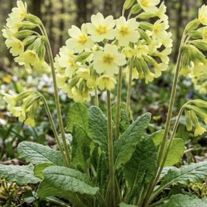 Primula elatior