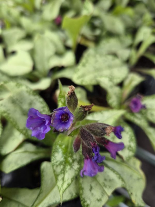 Pulmonaria 'Raspberry Frost' Pulmonaria 'Raspberry Frost'