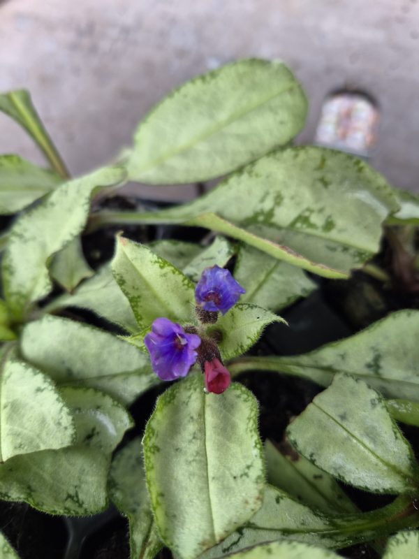 Pulmonaria 'Raspberry Frost'2 Pulmonaria 'Raspberry Frost'