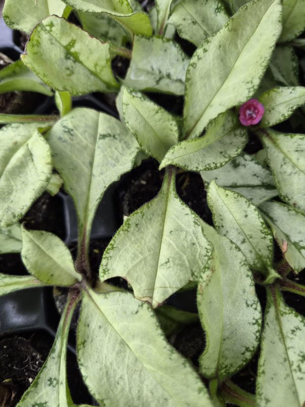 Pulmonaria 'Raspberry Frost'3 Pulmonaria 'Raspberry Frost'