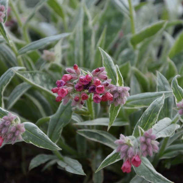 Pulmonaria 'Raspberry Frost'4 Pulmonaria 'Raspberry Frost'