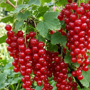 Ribes rubrum 'Jonkheer van Tets'