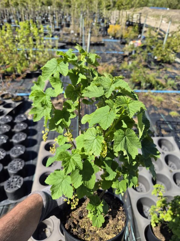 Ribes rubrum 'Jonkheer van Tets'
