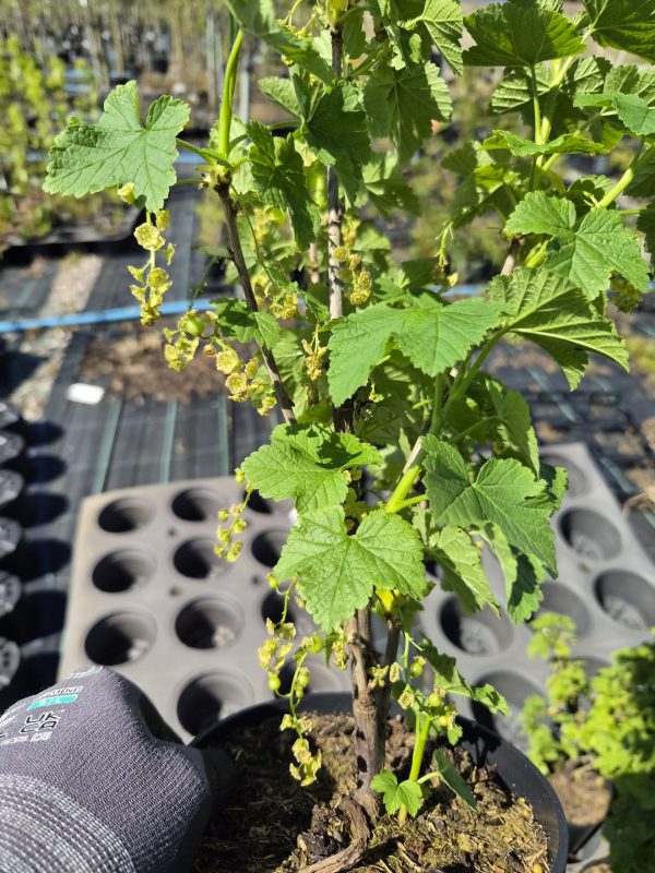 Ribes rubrum 'Jonkheer van Tets'