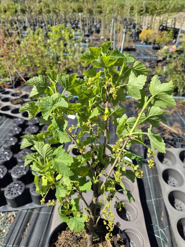 Ribes rubrum 'Jonkheer van Tets'