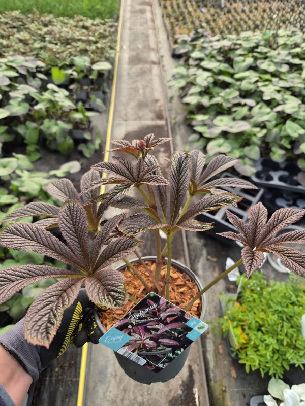 Rodgersia 'Bronze Peacock'
