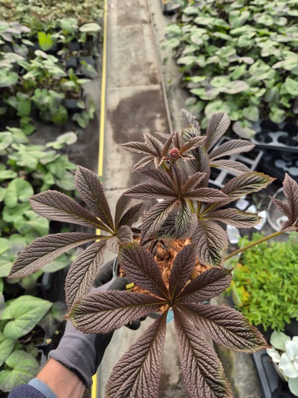 Rodgersia 'Bronze Peacock'