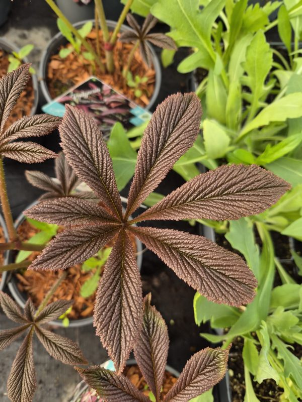 Rodgersia 'Bronze Peacock'