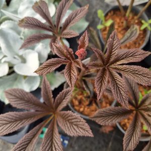 Rodgersia 'Bronze Peacock'