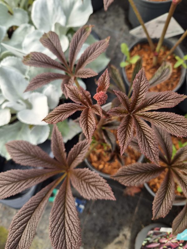 Rodgersia 'Bronze Peacock'