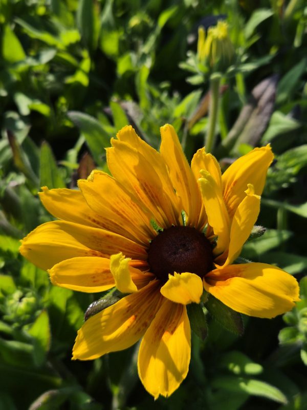 Rudbeckia Sunbeckia 'Marilyn'