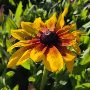 Rudbeckia Sunbeckia 'Marilyn'