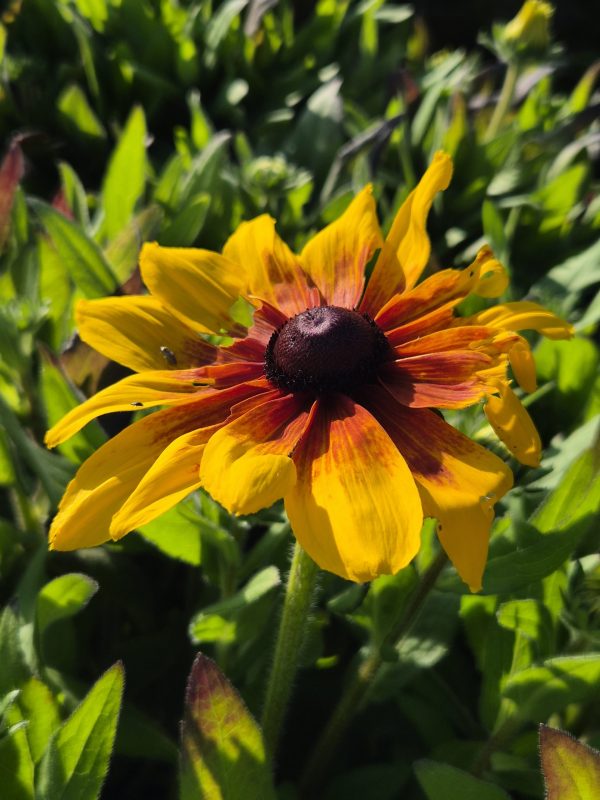 Rudbeckia Sunbeckia 'Marilyn'