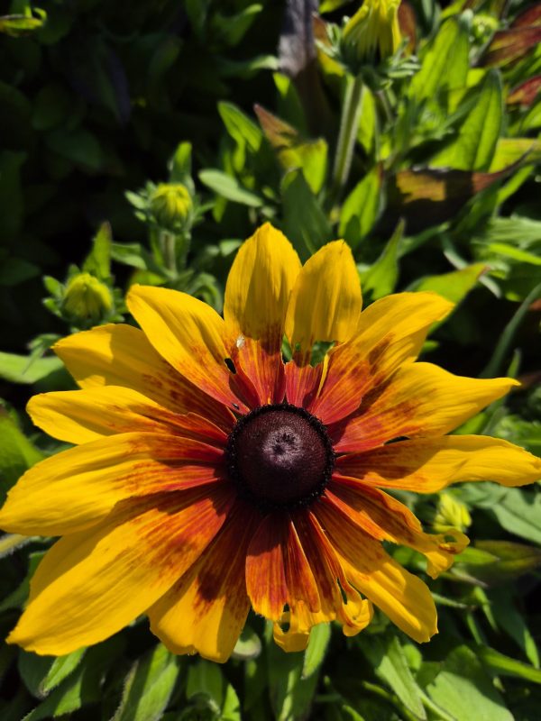 Rudbeckia Sunbeckia 'Marilyn'