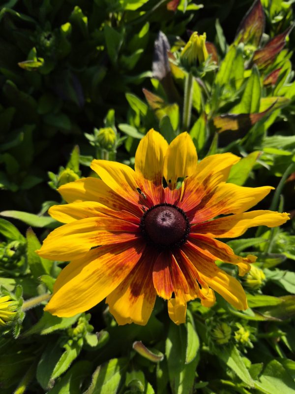 Rudbeckia Sunbeckia 'Marilyn'