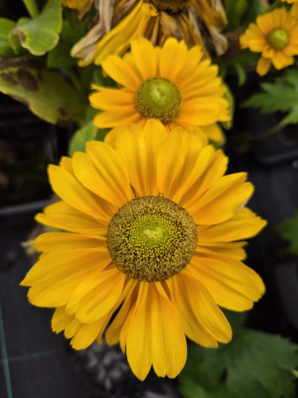 Rudbeckia hirta 'Amarillo Gold'
