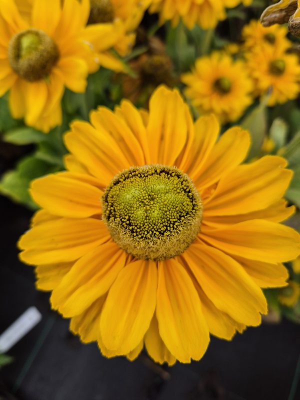 Rudbeckia hirta 'Amarillo Gold'