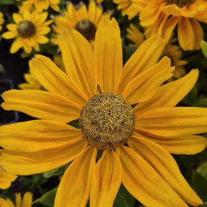 Rudbeckia hirta 'Amarillo Gold'