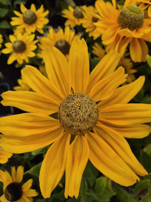 Rudbeckia hirta 'Amarillo Gold'