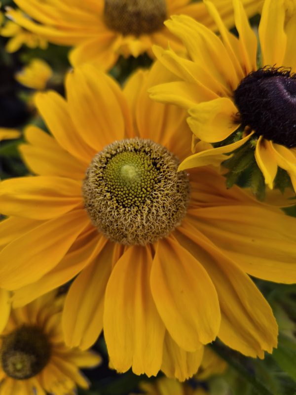 Rudbeckia hirta 'Amarillo Gold'