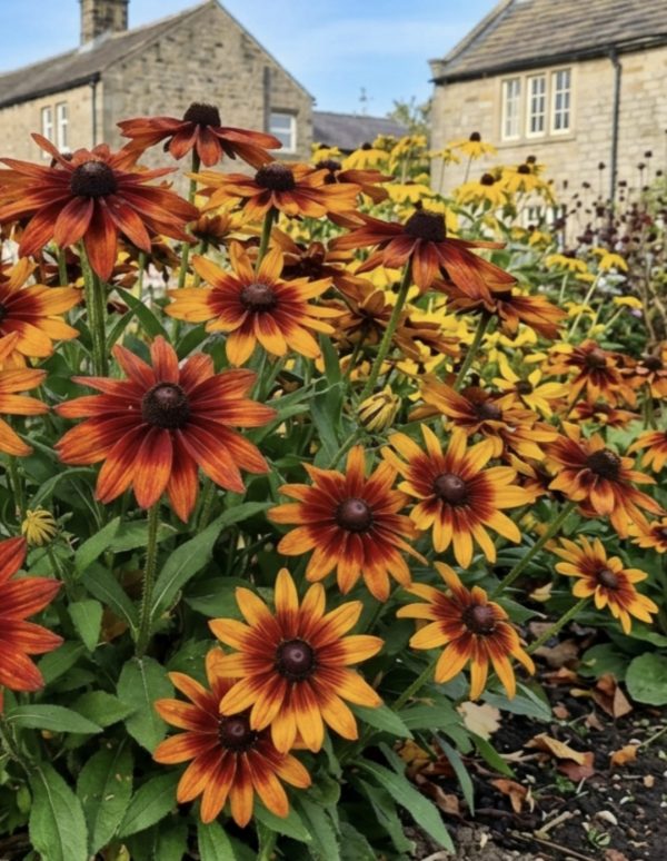 Rudbeckia hirta 'Autumn Colours'