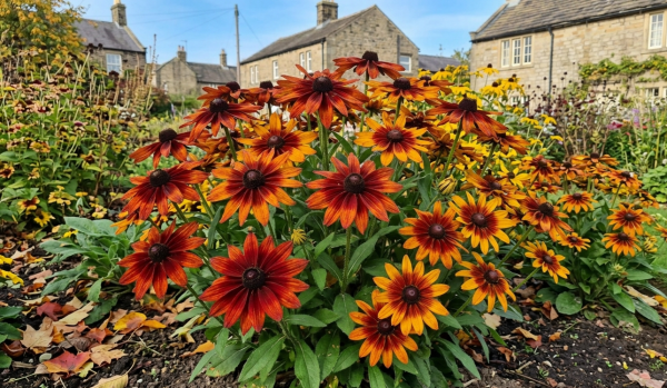 Rudbeckia hirta 'Autumn Colours'