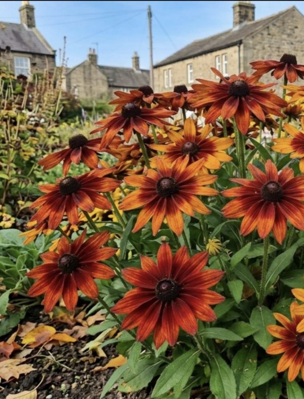 Rudbeckia hirta 'Autumn Colours'