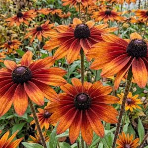 Rudbeckia hirta 'Autumn Colours'