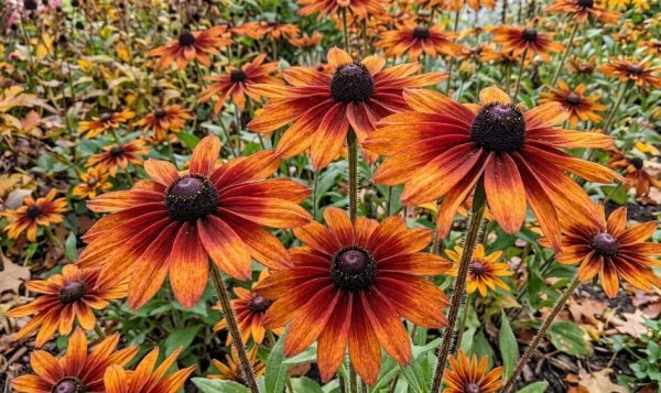 Rudbeckia hirta 'Autumn Colours'