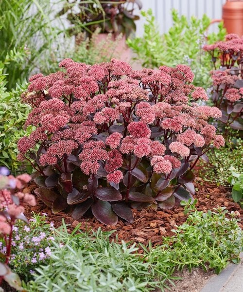 Sedum 'Black Knight' 2 Sedum 'Black Knight'