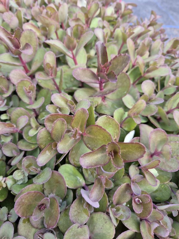 Sedum 'Black Knight' 3 Sedum 'Black Knight'