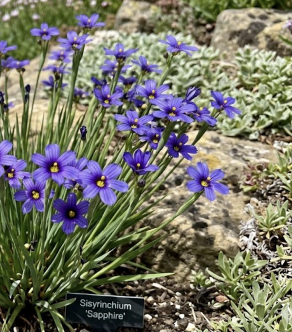 Sisyrinchium 'Sapphire'