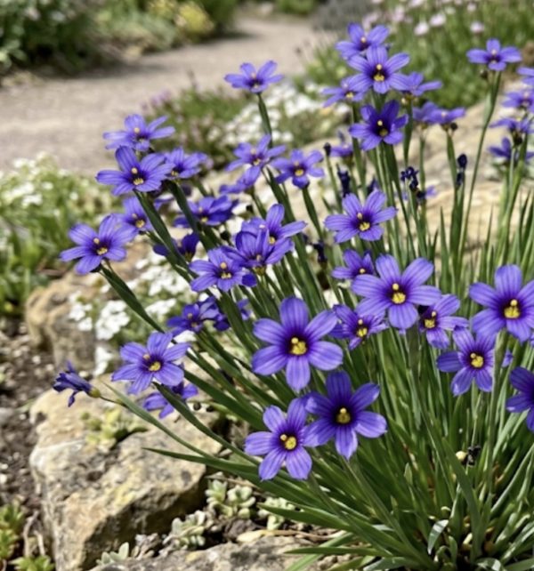 Sisyrinchium 'Sapphire'