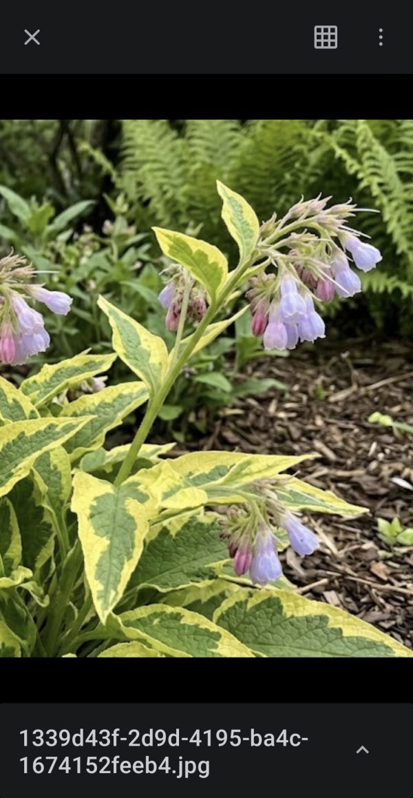 Symphytum 'Goldsmith' Symphytum 'Goldsmith'