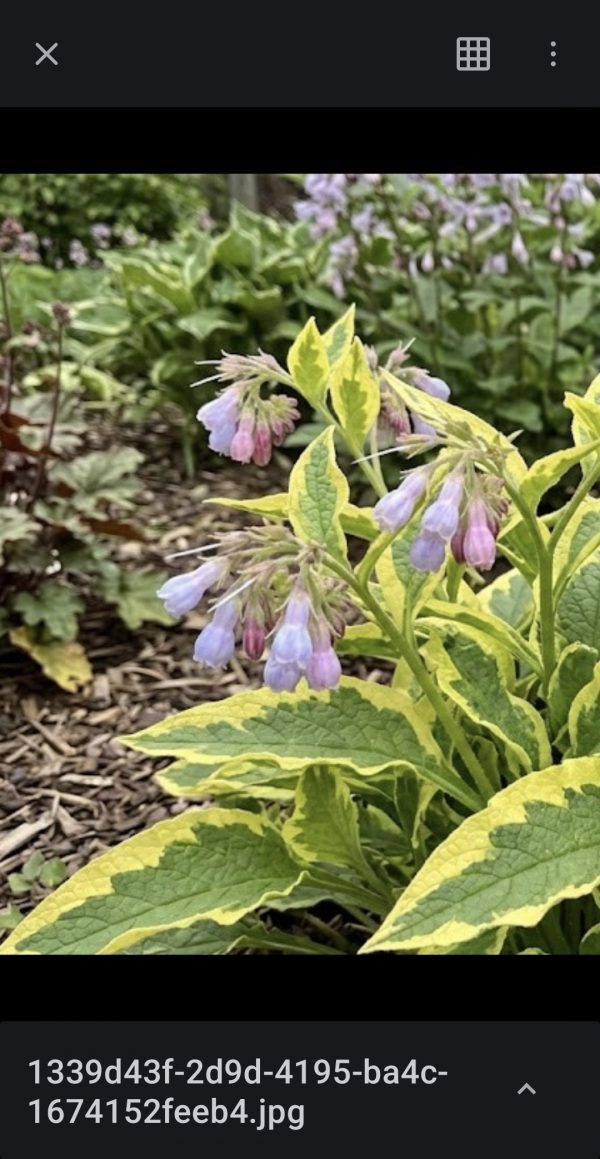 Symphytum 'Goldsmith'2 Symphytum 'Goldsmith'