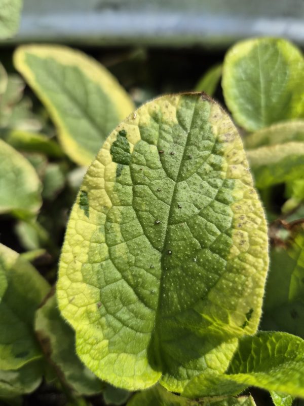 Symphytum 'Goldsmith'3 Symphytum 'Goldsmith'