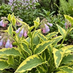 Symphytum 'Goldsmith'